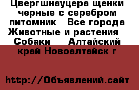 Цвергшнауцера щенки черные с серебром питомник - Все города Животные и растения » Собаки   . Алтайский край,Новоалтайск г.